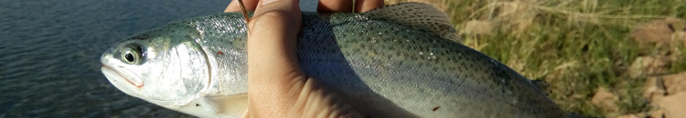 Rainbow Trout Fishing Report at Waneka Lake