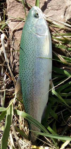 Rainbow Trout from Waneka Lake, May 2017